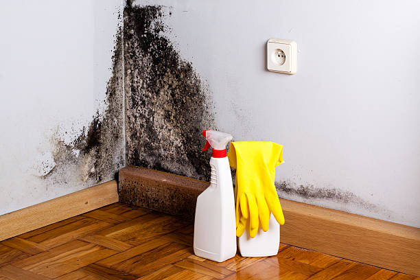 Attic Mold Removal in Cudahy, WI
